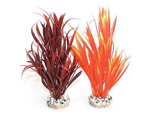 Sydeco Sword Plant 25 cm
