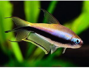 Nematobrycon palmeri - Tetra císařská 3 cm