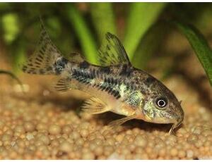 Corydoras paleatus - Pancéřníček skvrnitý 2,5-3 cm