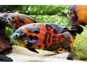 Astronotus ocelatus red tiger - Vrubozubec paví 4-5cm