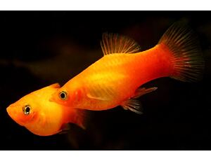 Xiphophorus maculatus Sonne - Plata sluneční 3 cm