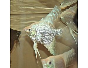Pterophyllum scalare White diamant - Skalára diamantová 3-4 cm