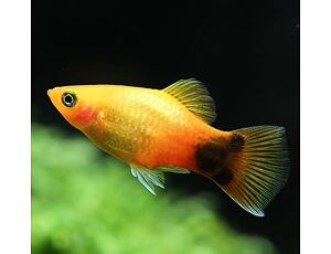 Xiphophorus maculatus Mickey Mouse - Plata 3 cm