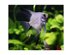Pterophyllum scalare Ghost - Skalára Ghost 3-4 cm