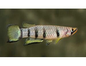 Epiplatys dageti - Panchax příčnopásý 3-4 cm