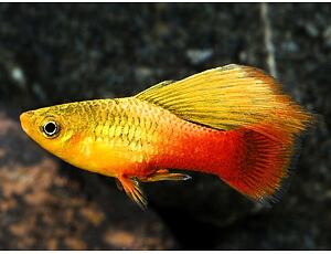 Xiphophorus variatus - Plata papouščí 3 cm