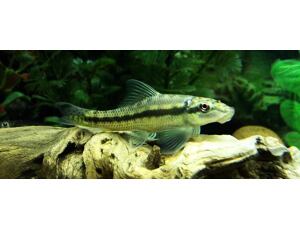 Gyrinocheilus aymonieri 3-4 cm