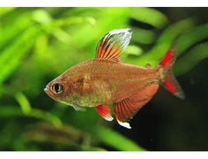 Hyphessobrycon rosaceus White Fin - Tetra ozdobná 2,5-3 cm