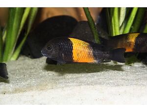 Tropheus moorii Bemba - Tlamovec moori 4-5 cm