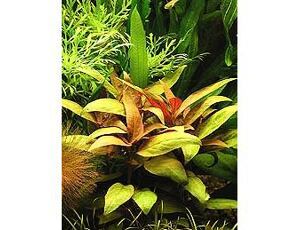 Alternanthera Lilacina