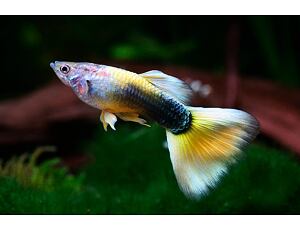 Poecilia reticulata Yellow Tuxedo - Paví oko pár