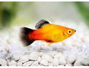 Xiphophorus maculatus Tricolor - Plata Tricolor 3 cm