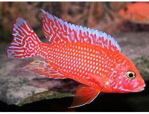 Aulonocara sp. Fire Red 4-5 cm
