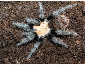 Brachypelma Albiceps - střední