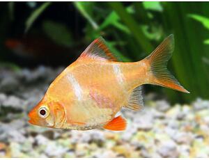 Puntius tetrazona Gold - Parmička čtyřpruhá zlatá 3-4 cm