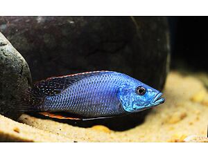 Dimidiochromis strigatus - Tlamovec strigatus 4-5 cm