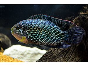 Cichlasoma octofasciatum - Kančík perleťový 3-4 cm