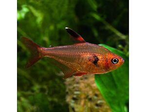 Hyphessobrycon sweglesi - Červený fantóm 2,5-3 cm