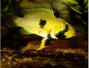 Apistogramma panduro - Cichlidka panduro 3-4 cm