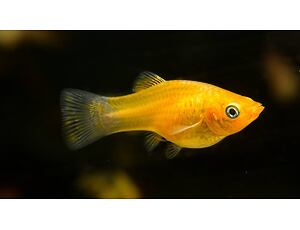 Poecilia sphenops Gold - Zlatá molly 3-4 cm