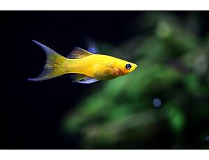 Poecilia sphenops Gold Lyra - Zlatá molly Lyra 3-4 cm