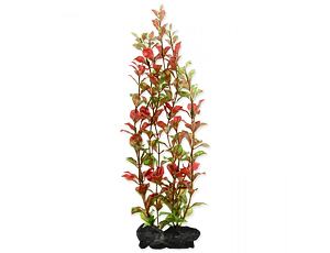 Rostlina TETRA Red Ludwigia L