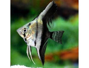 Pterophyllum scalare bicolor - Skalára bicolor 4-5 cm
