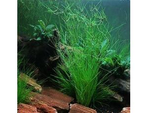 Eleocharis vivipara