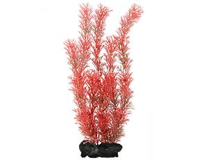Rostlina TETRA Foxtail Red L