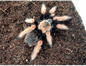 Brachypelma boehmei - střední