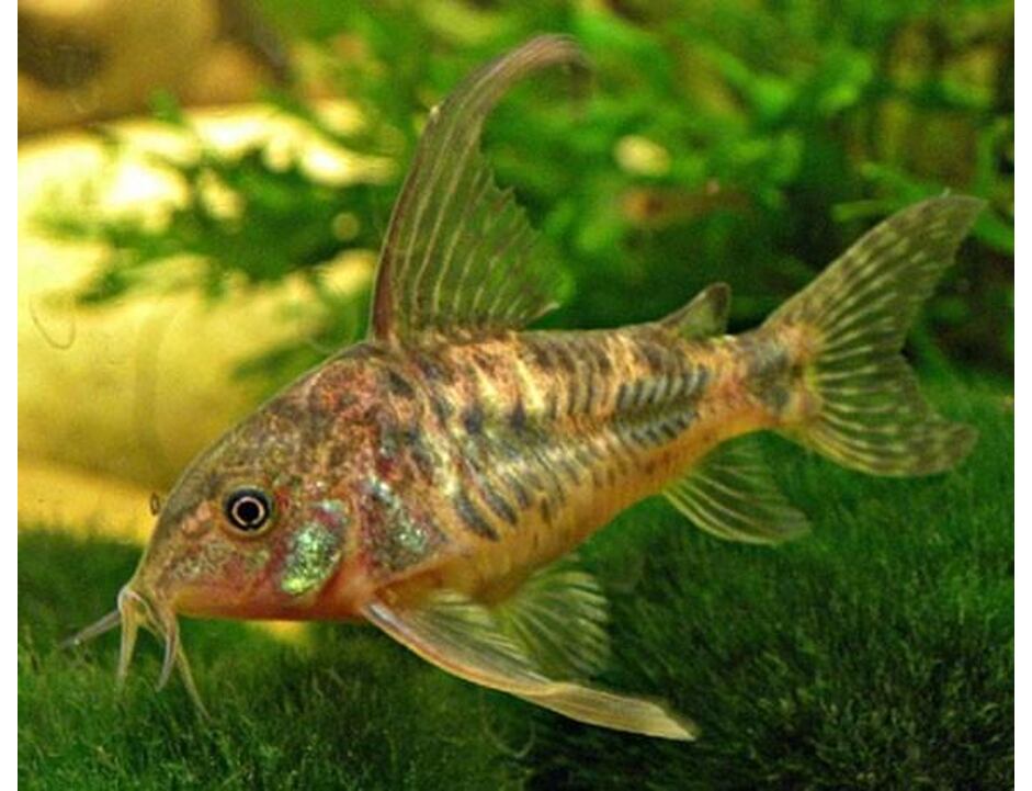 Corydoras paleatus LF - Pancéřníček skvrnitý závojový 2,5-3 cm