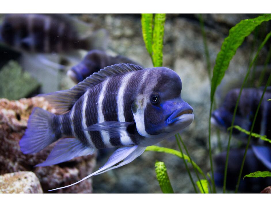 Cyphotilapia frontosa - Tlamovec čelnatý 4-5 cm