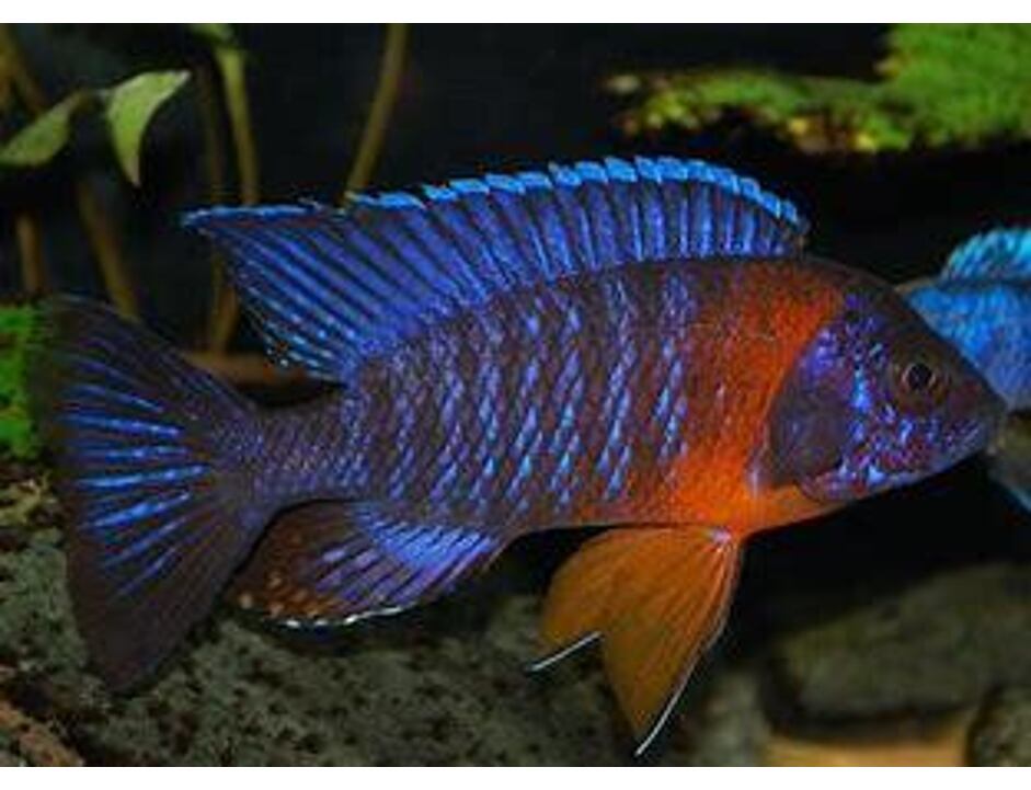 Aulonocara hansbaenschi Red Flash 4-5 cm