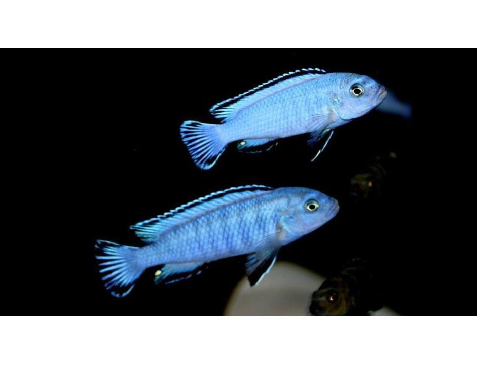 Pseudotropheus socolofi - Tlamovec socolofův 3-4 cm