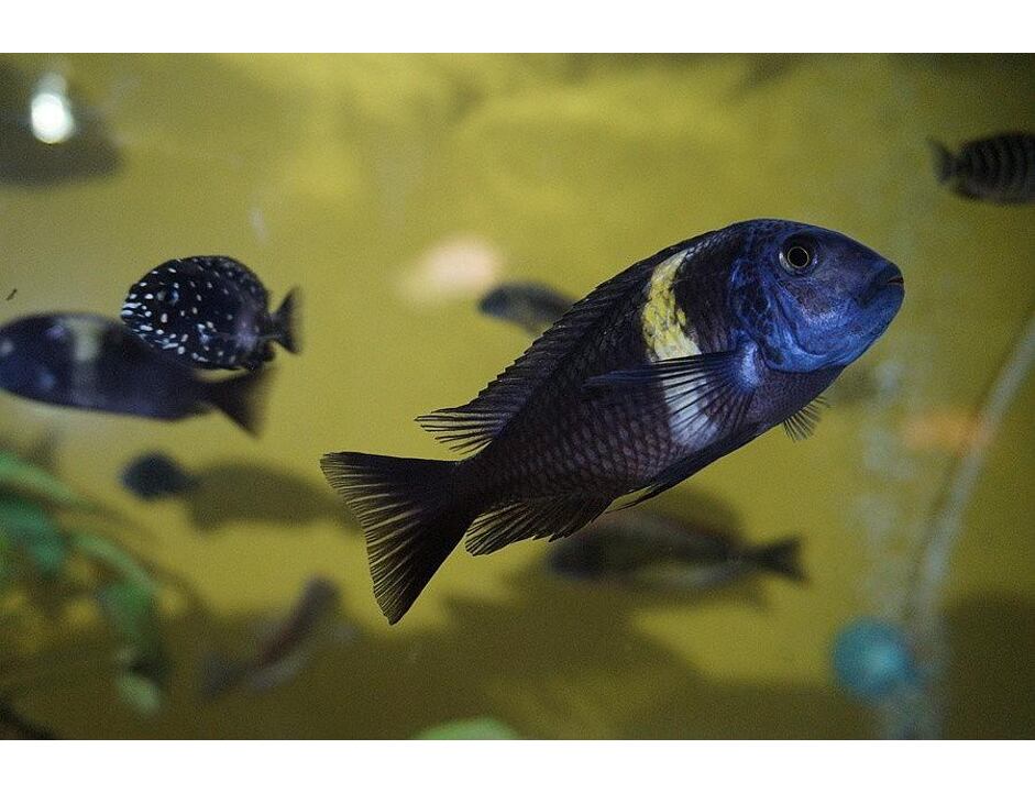 Tropheus duboisi Maswa - Tlamovec duboisův 4-5 cm