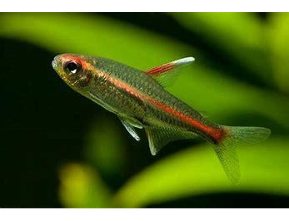 Hemigrammus erythrozonus - Tetra žhavá 1,5-2 cm