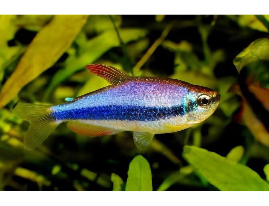 Inpaichthys kerri - Tetra královská 2,5-3 cm