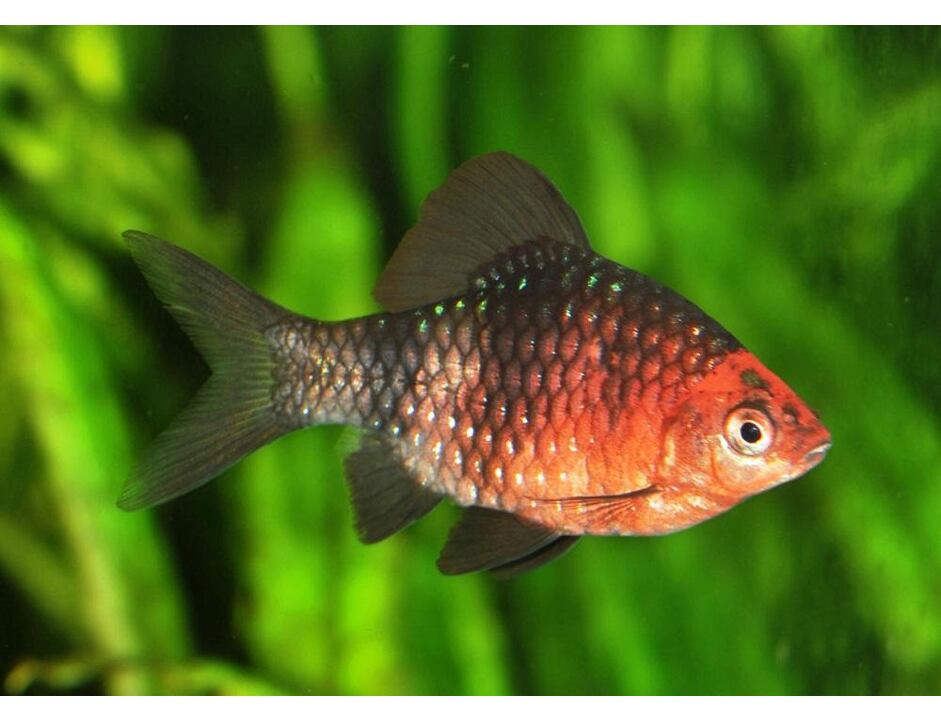 Puntius nigrofasciatus - Parmička purpurová 3-4 cm