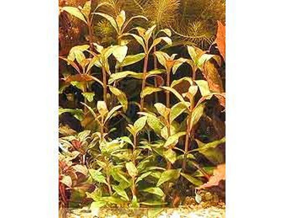Alternanthera reineckii