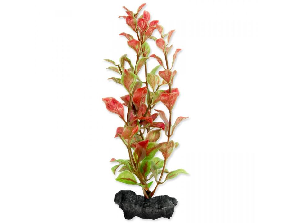 Rostlina TETRA Red Ludwigia S