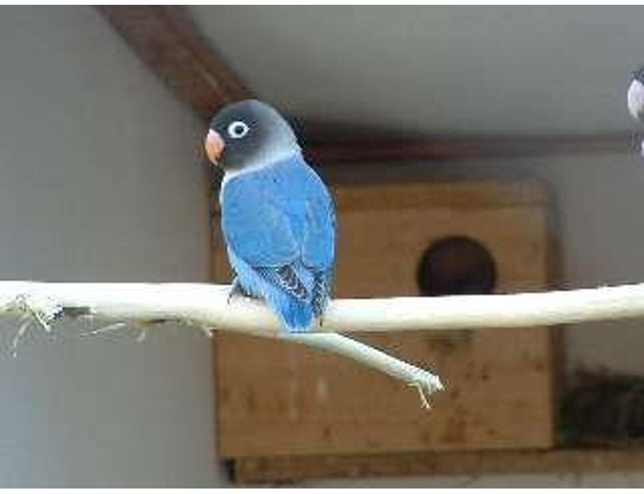Agapornis škraboškový modrý