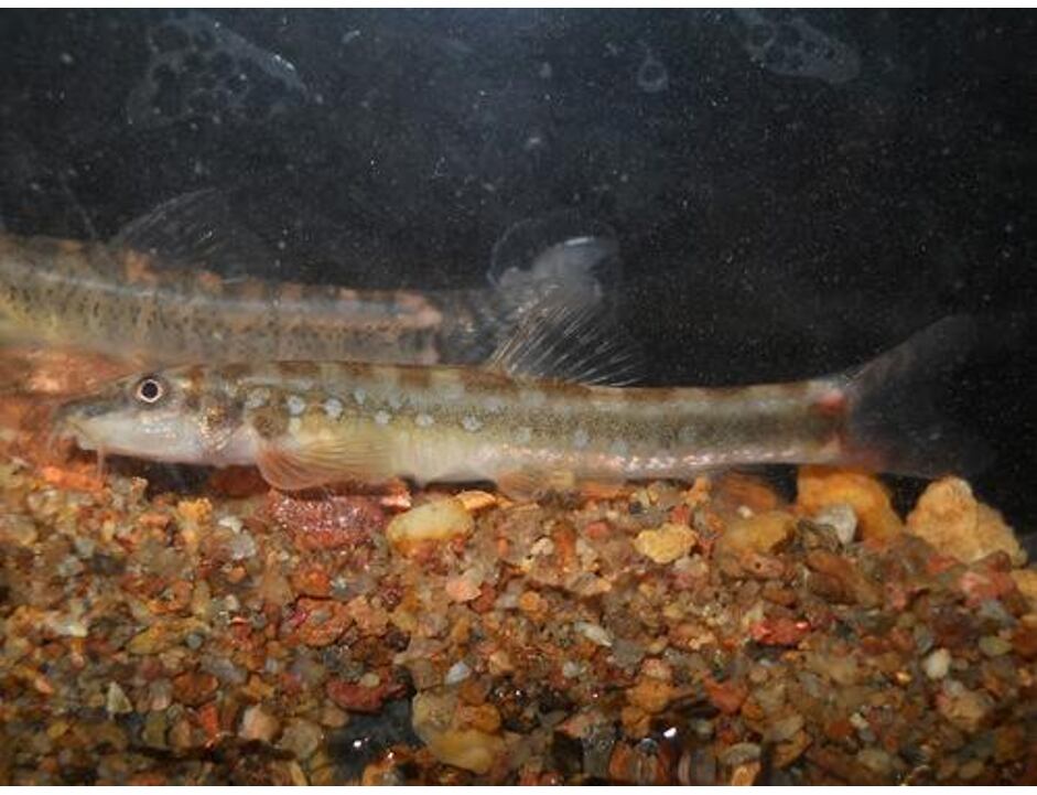 Schistura guentheri - Mřenka Güntherova 5-6 cm