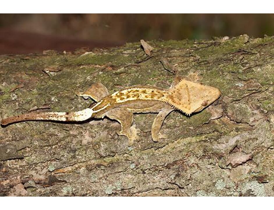 Rhacodactylus ciliatus - Pagekon řasnatý/ušatý