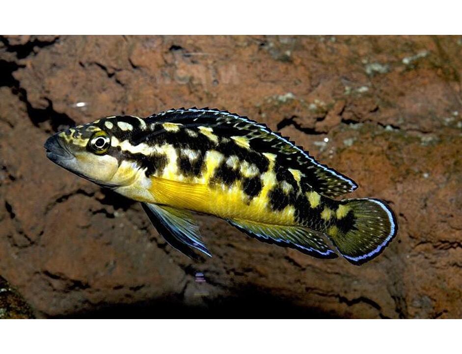 Julidochromis transcriptus - Cichlidka mramorovaná 3-4 cm