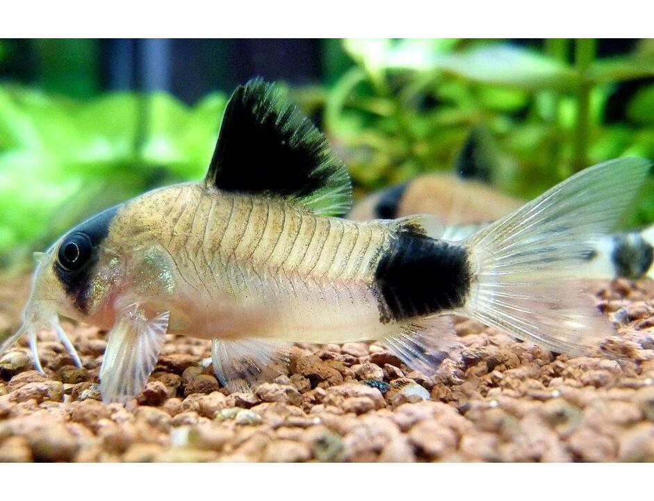 Corydoras panda - Pancéřníček panda 2,5-3 cm