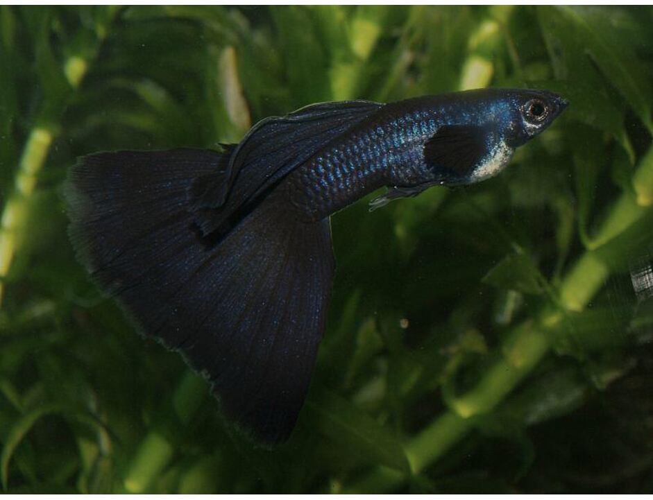 Poecilia reticulata Full Black - Paví oko pár 3-4 cm