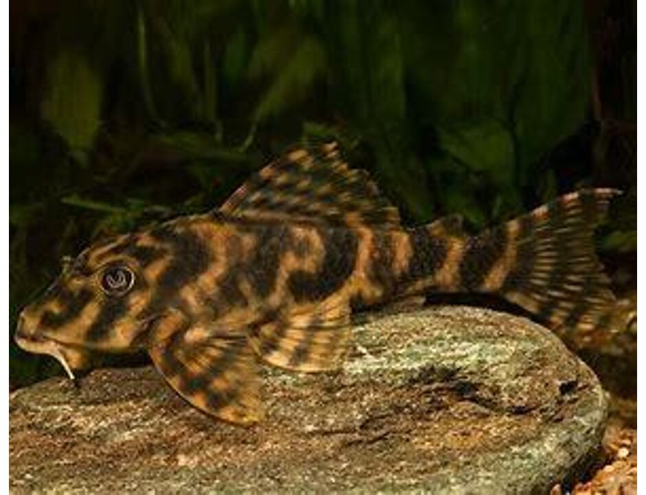Peckoltia Vittata L015 - Pekoltie příčnopruhá 4-5 cm