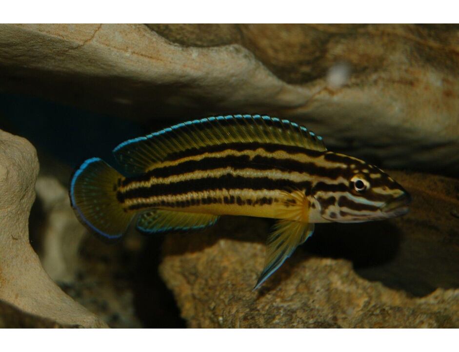 Julidochromis regani - Cichlidka reganova 3-4 cm