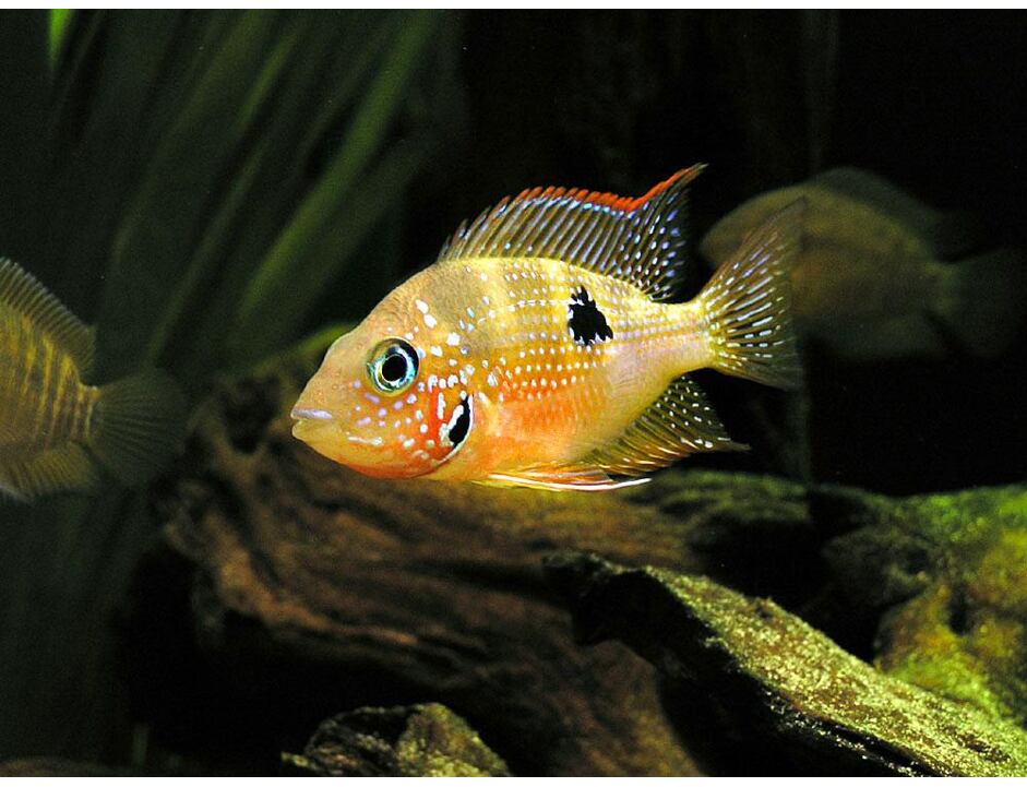 Thorichthys ellioti - Kančík Eliotův 4-5 cm