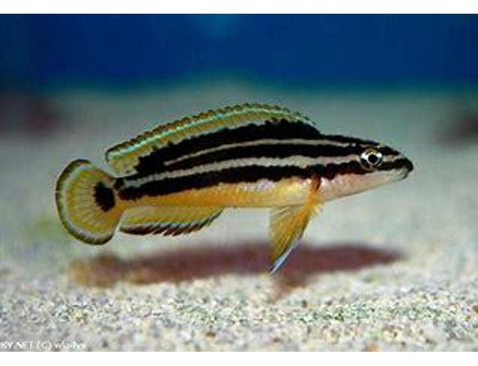 Julidochromis ornatus - Cichlidka zdobená 3-4 cm